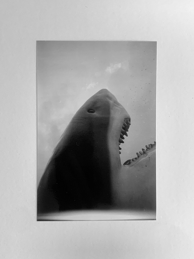 A 35mm photograph of a shark as gloss c-type print